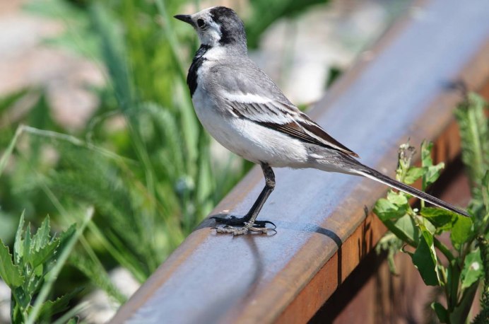 Хищники трясогузки