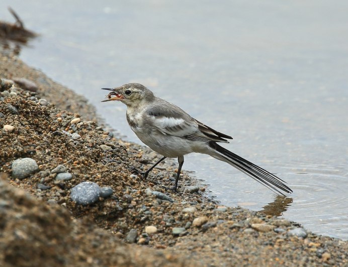 Белая трясогузка Камчатка