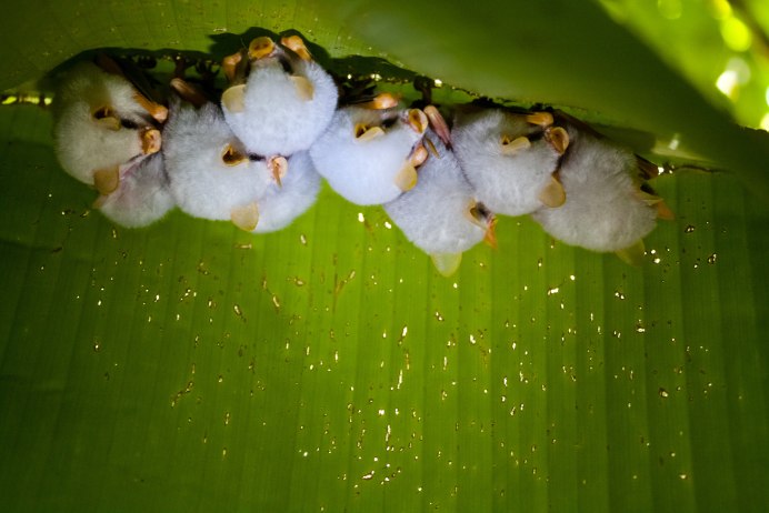Ectophylla Alba