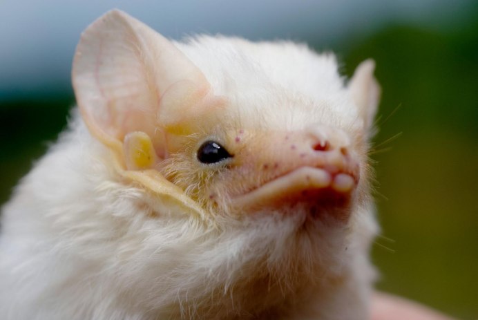 Белый мешкокрыл (Diclidurus Albus)