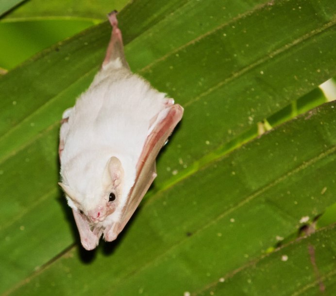 Белый мешкокрыл (Diclidurus Albus)