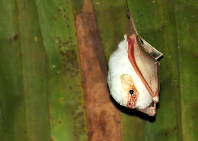 Honduran White bat