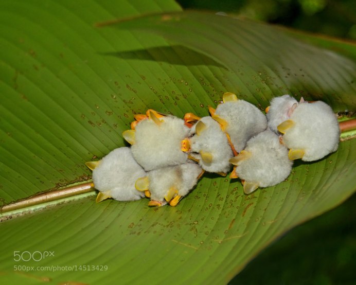 Ectophylla Alba