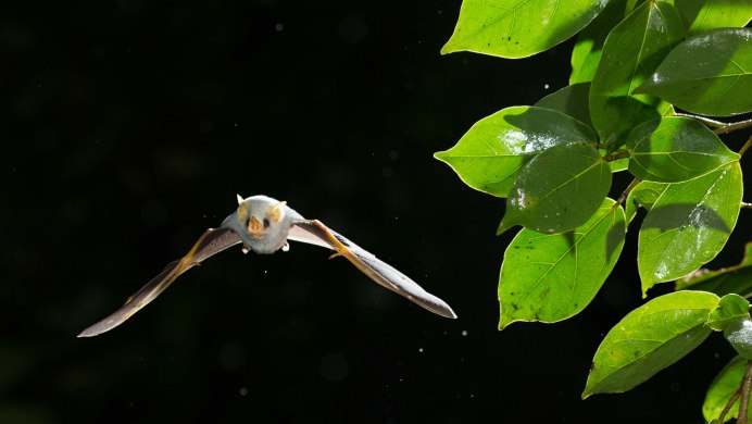 Ectophylla Alba