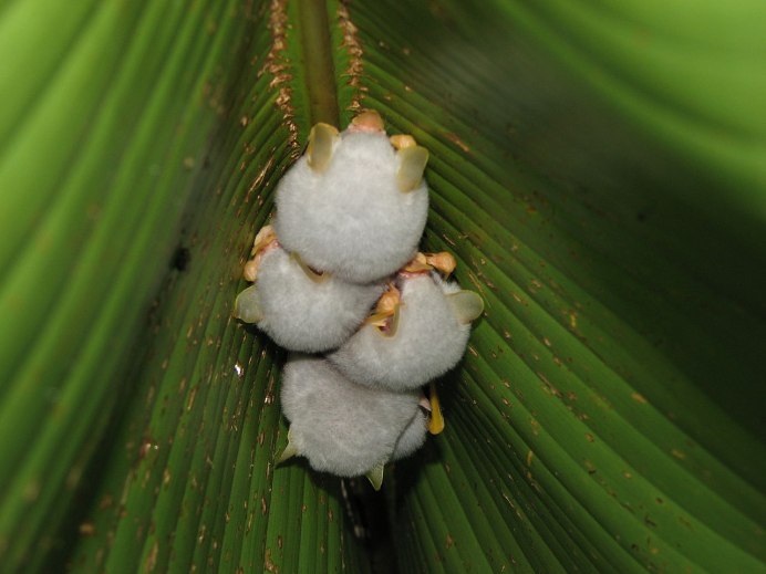 Ectophylla Alba