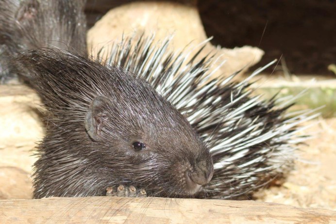Индийский Дикобраз hystrix Indica