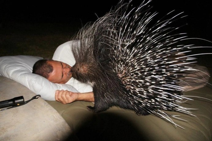 Sphiggurus mexicanus