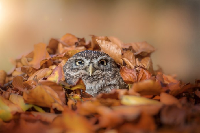 Животные осенью