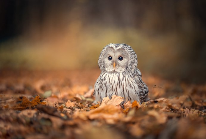 Сова осенью
