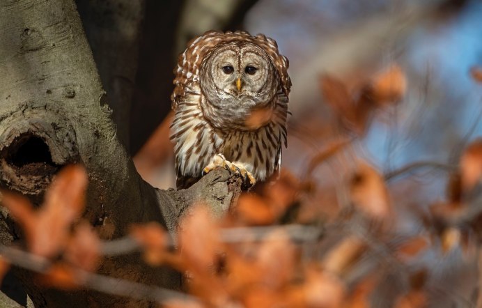 Сова в лесу
