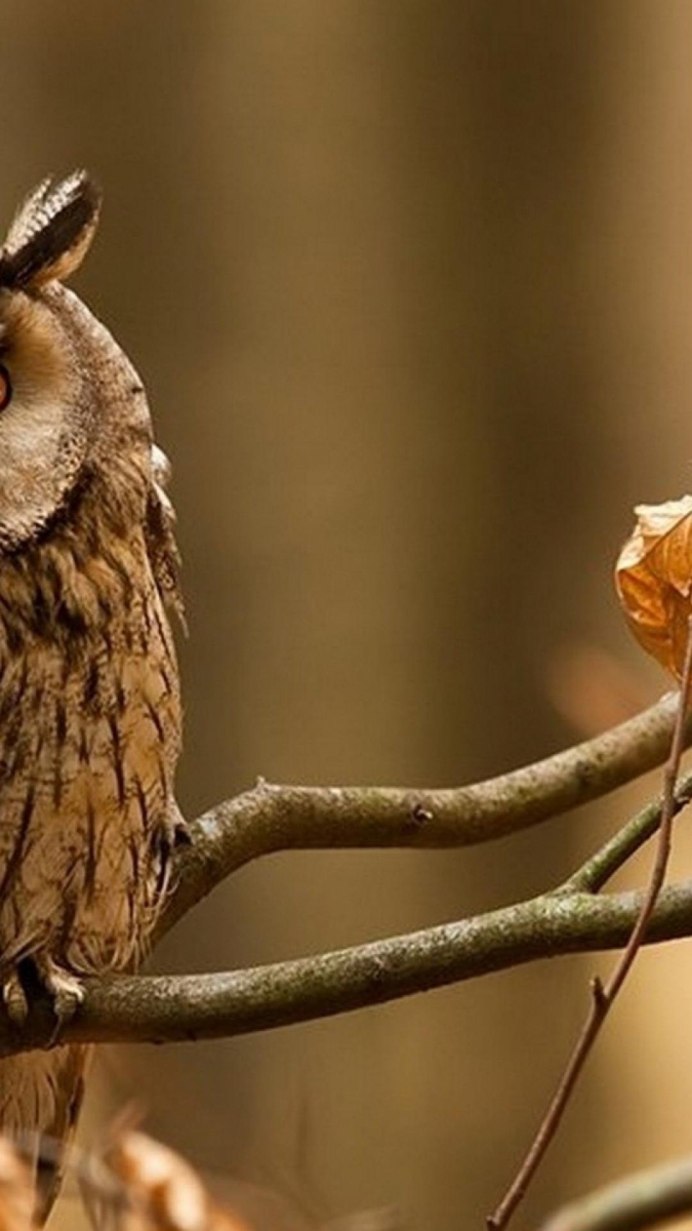 Подписи фотографа Сова