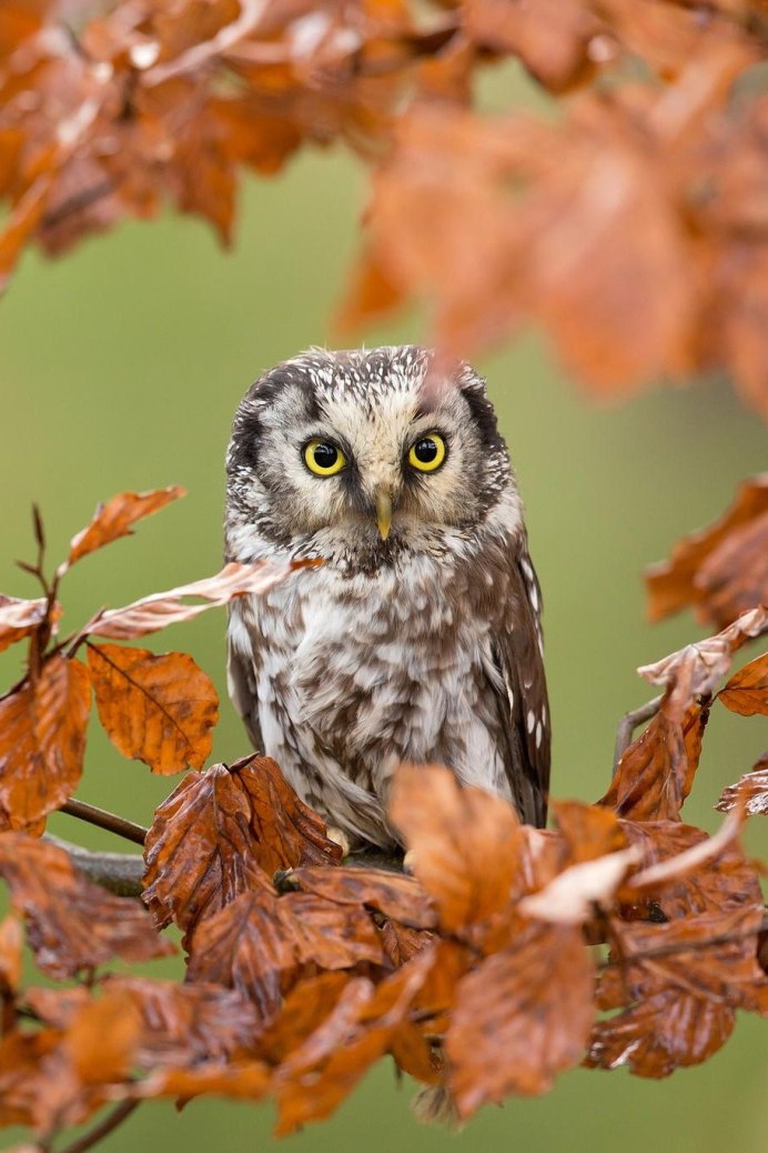 Сова осенью