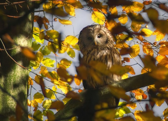 Осенняя Сова