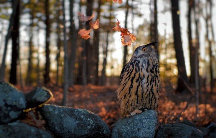 Сова осень