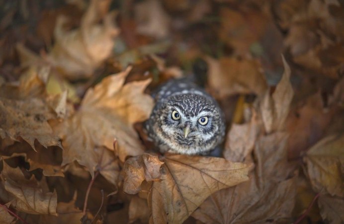 Дерево с совятами