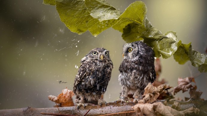 Сова с совятами