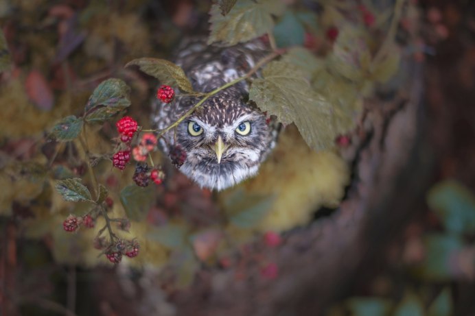 Сова под мухомором