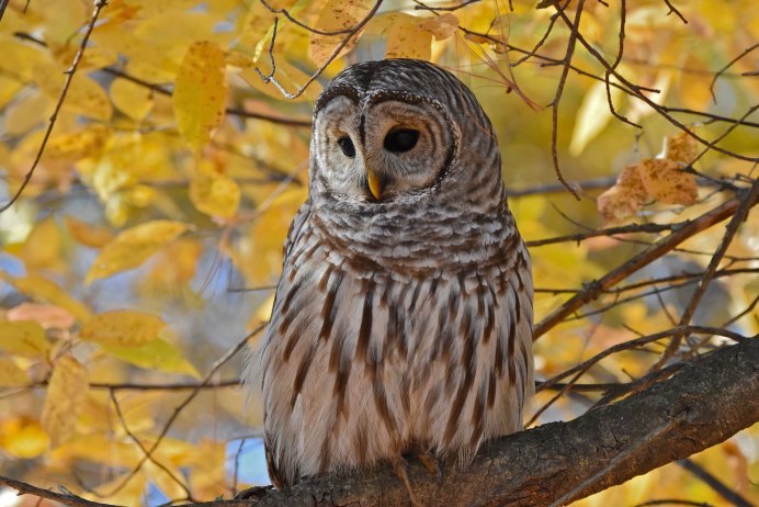 Пестрая неясыть Совенок