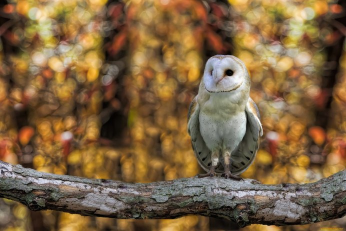 Сипух HD Wallpaper