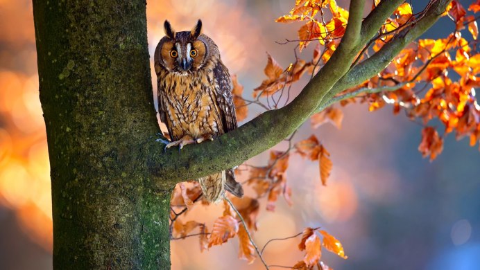 Осенние птицы