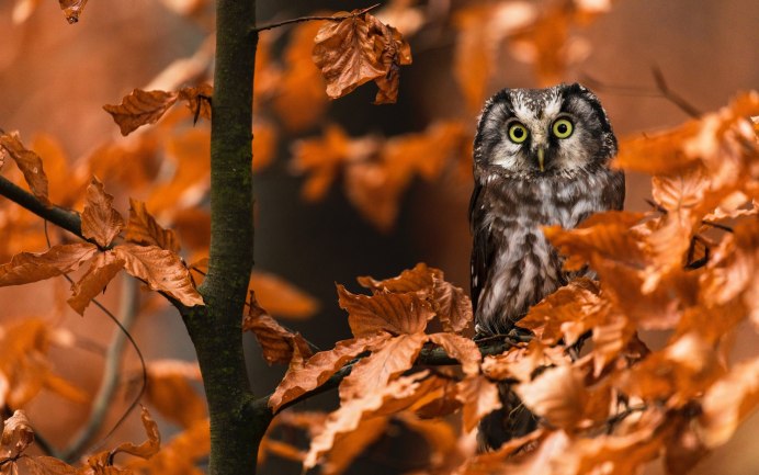 Сова осень