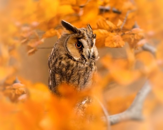 Осень Совенок