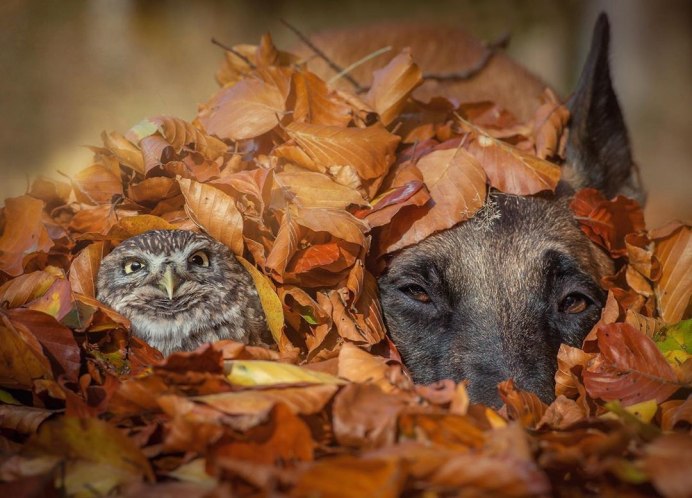Сова в осеннем лесу