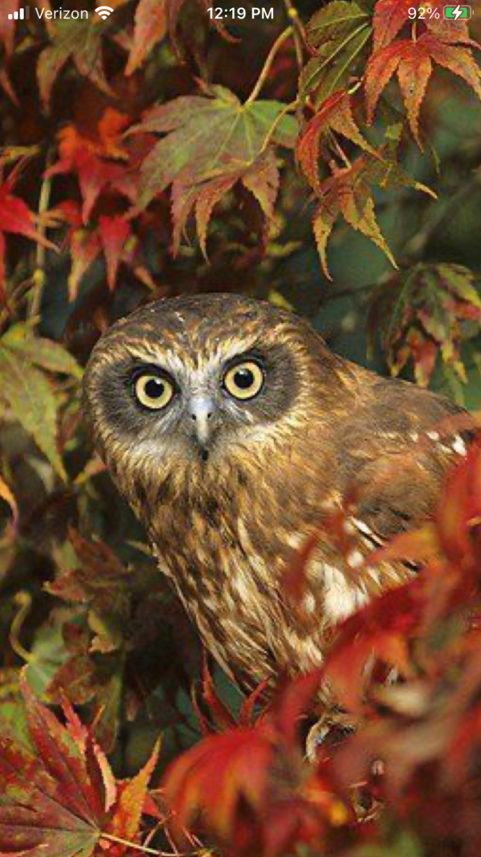 Осенняя Сова