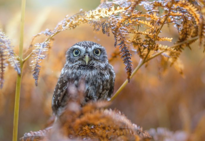 Сова в листве