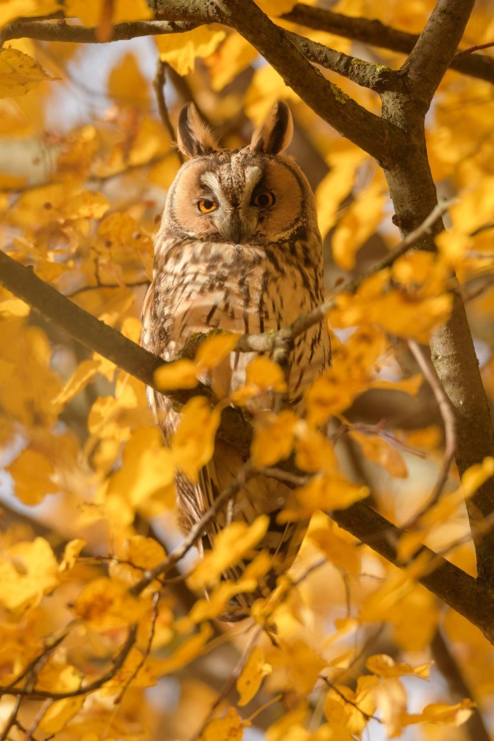 Обои на рабочий стол осенняя Сова