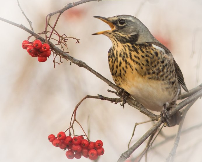Дрозд-рябинник (turdus pilaris)