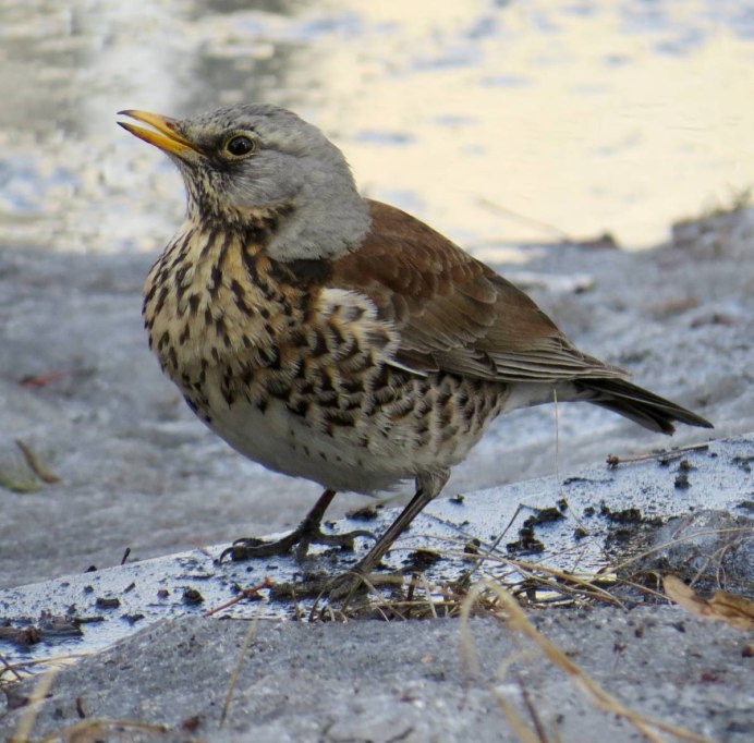 Рябинник (turdus pilaris l.)
