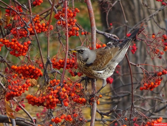 Дрозд рябинник Fieldfare turdus pilaris