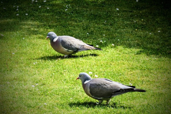 Голубь Columba palumbus