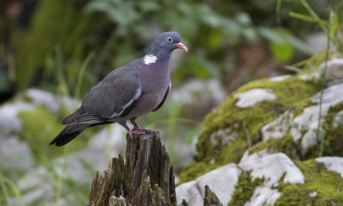 Columba provalensis