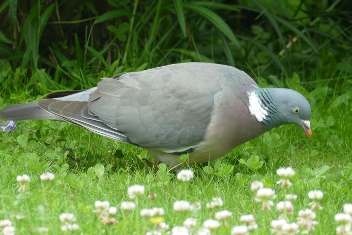 Вяхирь (Columba palumbus)