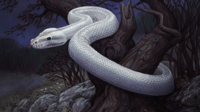 Королевская змея альбинос