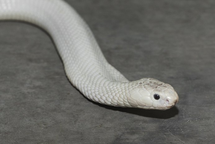 Nightfox White Cobra