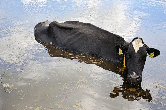 Водные коровы