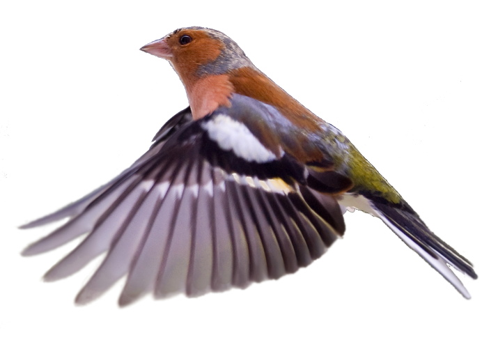 Лесные птицы на белом фоне