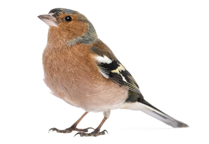 Зяблик на белом фоне