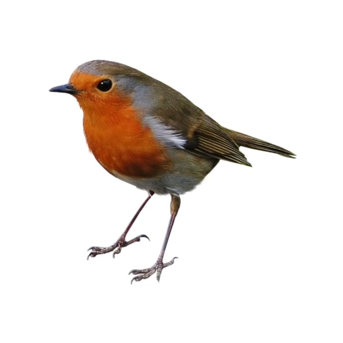 Зяблик на белом фоне