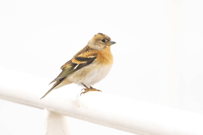 Юрок слёток