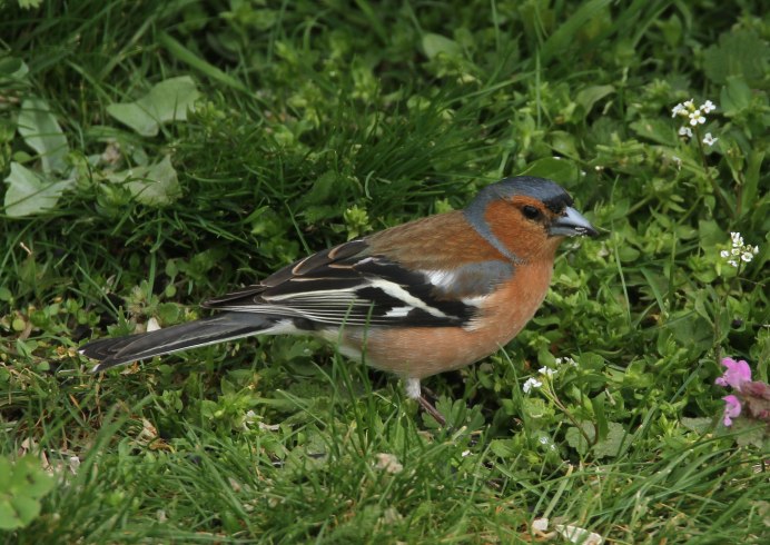 Sibirds Дубиковский Штейнбреннер Зяблик