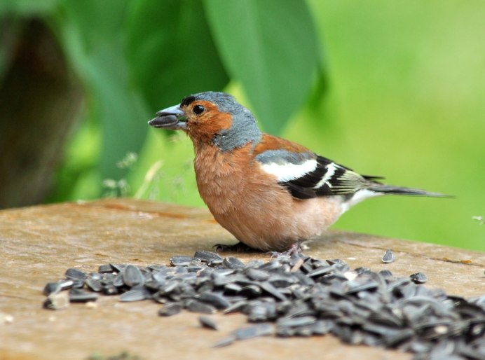 Зяблик белый