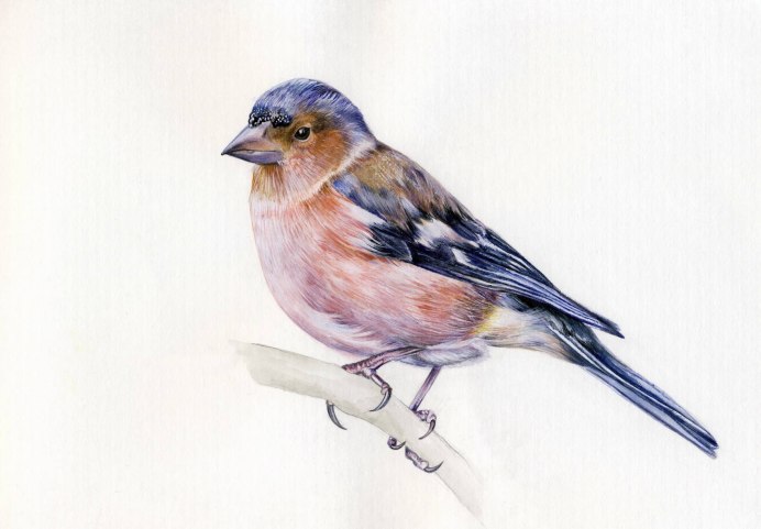 Зяблик рисунок