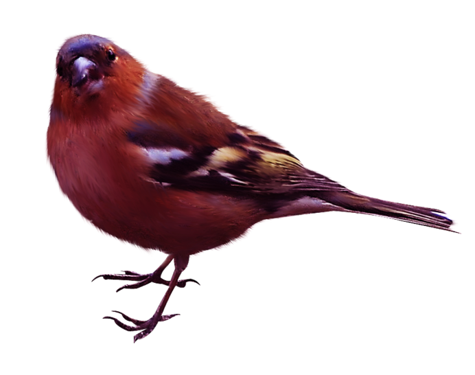 Зяблик амадинов