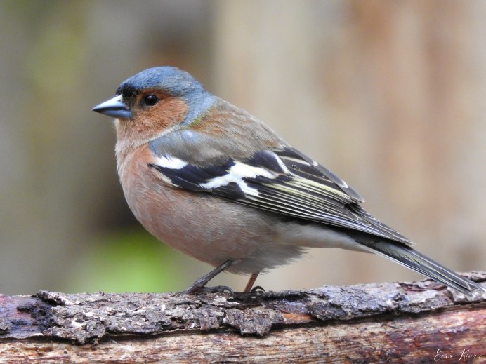 Зяблик Дубонос