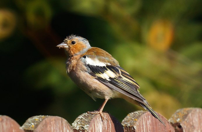 Юрок на прозрачном фоне