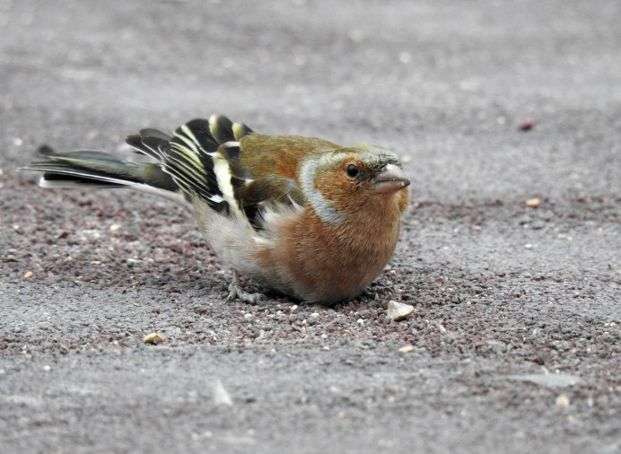 Зяблик китайский